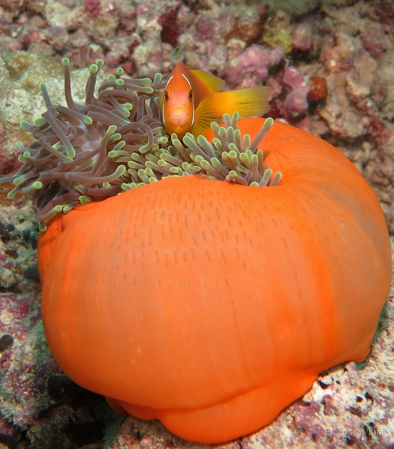 Velidhu - 2013_03_14 - IMG_0760r_Poisson Clown des Maldives - Amphiprion Nigripe_Aquarium_Plongee.JPG